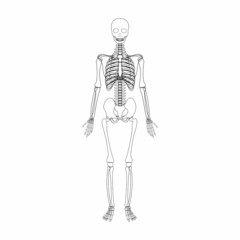 Human skeleton vector. Contour isolated on a white background.