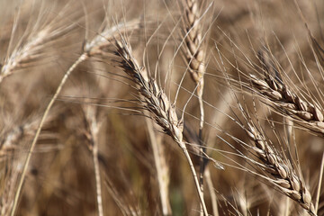 Closeup of ripe barley heads in the fall