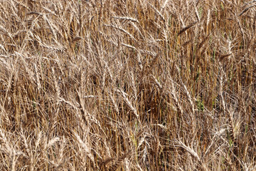 A background photo of ripe barley heads in a field
