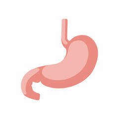 Obraz premium Human stomach vector isolated on white background.