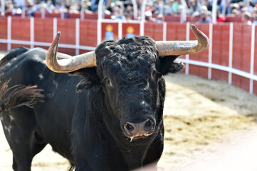spanish white bull wirh big horns in a traditional spectacle of bullfight