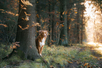 Naklejka na ściany i meble dog in the autumn forest. Nova Scotia Duck Tolling Retriever peeping out from behind a tree. Pet for a walk on nature at fall