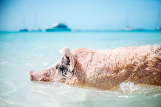 Pig swimming in sea on Pig Beach, Exuma, Bahamas, Caribbean