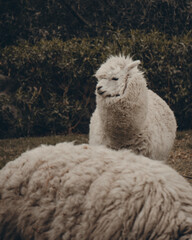 Llama en el monte- Perú