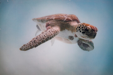 Sea turle under water