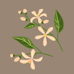 Blossom of lemon. Branches with pink flowers.Vector illustration