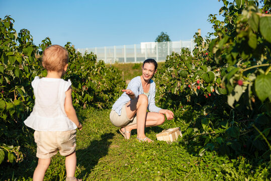 Mother and little daughter picking raspberries in summer