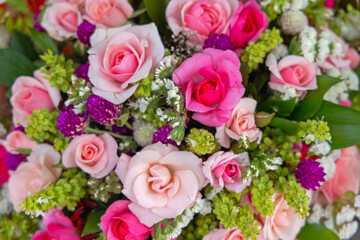 Pink Roses
