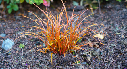 pheasant's tail (Anemanthele lessoniana) in autumn colours