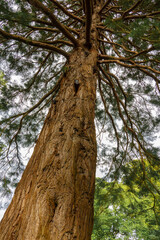 looking up the massive trunk to the branches of a giant redwood sequoia tree (Sequoiadendron giganteum) 