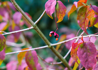 close up of the ornamental red berries on a Flat-Stalked Spindle Tree (Euonymus planipes) also known as the dongle-dangle tree composed with a blurred background