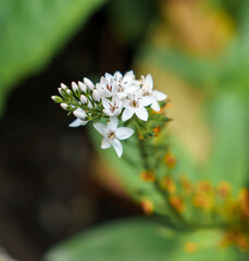 closeup of beautiful white loosestrife flower heads (Lysimachia clethroides) composed with a blurred background