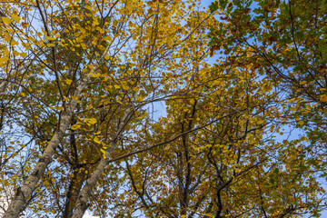 Beautiful view of over autumn colorful tree tops on blue sky background. Gorgeous nature background. Sweden.