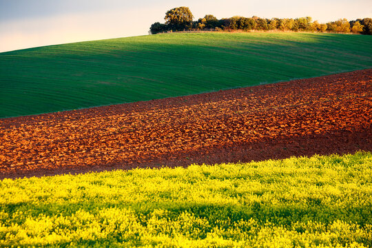 Spain, Province of Guadalajara, Castilla-La Mancha, Rapeseed field in spring with pasture in background