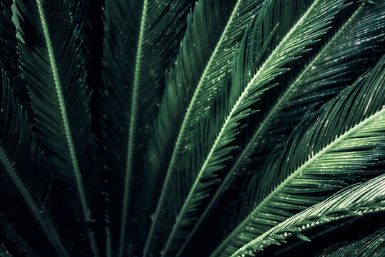 Close-up of leaves of a sago palm, Cycas Revoluta