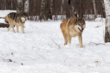 Grey Wolves (Canis lupus) Move Through Snowy Woods Winter