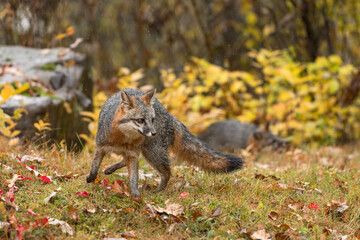 Naklejka na ściany i meble Grey Fox (Urocyon cinereoargenteus) Awkward Turn in Rain Second in Background Autumn