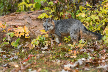Naklejka na ściany i meble Grey Fox (Urocyon cinereoargenteus) Stands Near Rock Autumn