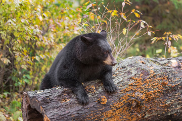Black Bear (Ursus americanus) Leans Over Log Autumn - obrazy, fototapety, plakaty