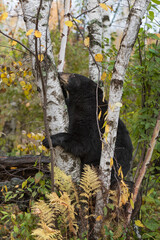 Black Bear (Ursus americanus) Rests Chin on Birch Tree Autumn