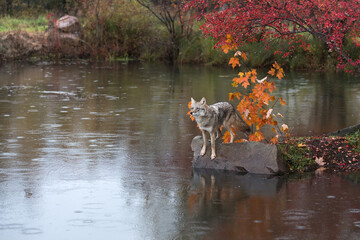 Coyote (Canis latrans) On Edge of Rock in Rain Autumn