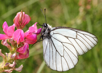 la bianca pieride del biancospino (Aporia crataegi)