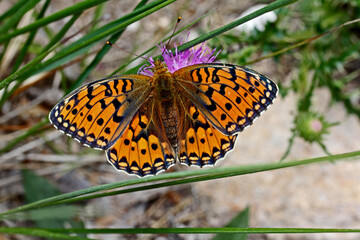 disegni neri su arancio (Boloria titania)