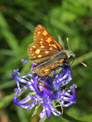 piccola farfalla bruna (Carterocephalus palaemon)
