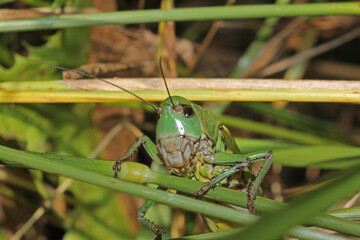 primo piano di una grande cavalletta verde