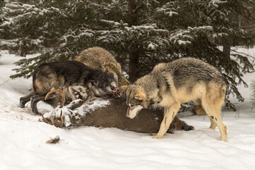 Black Phase Grey Wolf (Canis lupus) Tells Packmate to Back Off From Body of White-tail Deer Winter