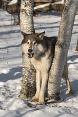 Grey Wolf (Canis lupus) Mouth Open Ears Back Between Trees Winter