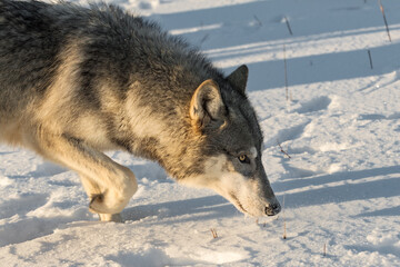 Obraz premium Grey Wolf (Canis lupus) Walks By Close Up Winter