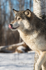 Obraz premium Grey Wolf (Canis lupus) Licks Nose Stepping Left From Birch Tree Winter