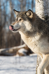 Grey Wolf (Canis lupus) Licks Nose Stepping Left From Birch Tree Winter