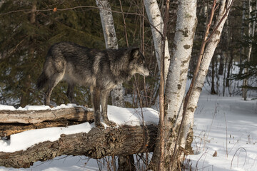 Obraz premium Black Phase Grey Wolf (Canis lupus) Stands Atop Log Looking Right Winter