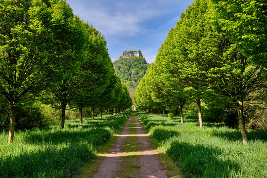 Beech-lined road with Hohenkraehen in the back, Hegau, Germany