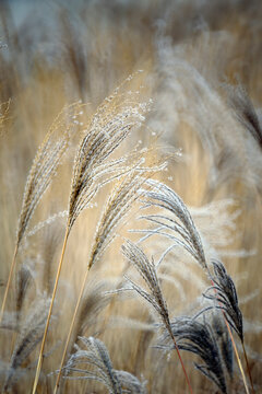 Reeds