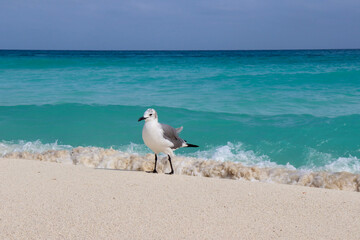 Cancun Beach