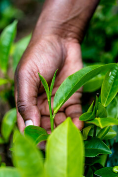 Sri Lanka, Uva Province, Haputale, Close-up of hands picking tea leaves