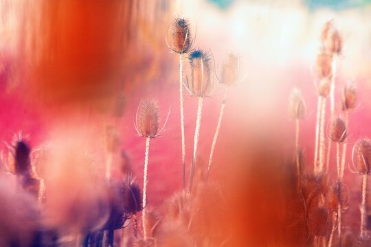 Spain, Close-up of wild teasel (Dipsacus fullonum) growing in autumn