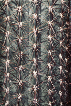 Close-up of a cactus, stings