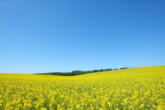 Germany, Mecklenburg-Western Pomerania, Rugen, flowering rape field