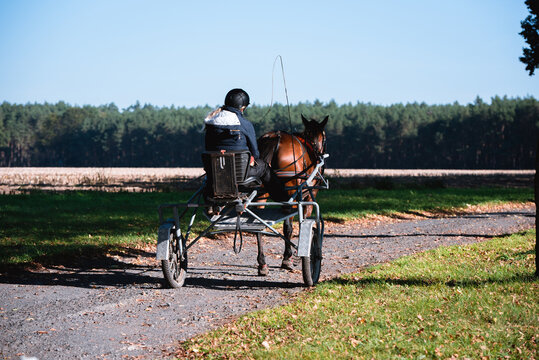 Kutsche von hinten in der R&uuml;ckenansicht im Wald