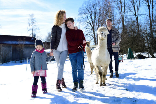 Family walking with alpaca on a field in winter