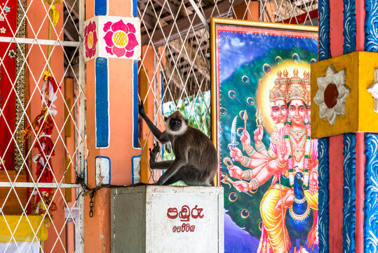 Sri Lanka, Southern Province, Kataragama, Monkey in temple