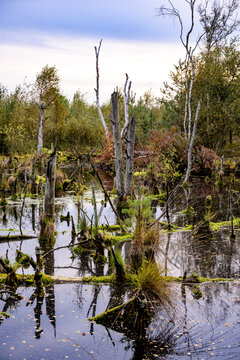Germany,Lower Saxony, Diepholz Moor Depression, Landscape with bogs and trees