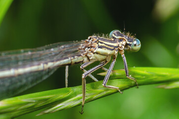 Dragonfly sits in the green grass in the morning