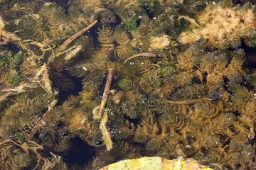 swampy area with different types of plants growing in water