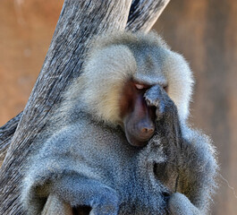 A baboon that's deep in thought.