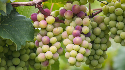 Grape cultivation in the municipality of Valle del Cauca Colombia.